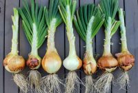 Onion seeds when to plant