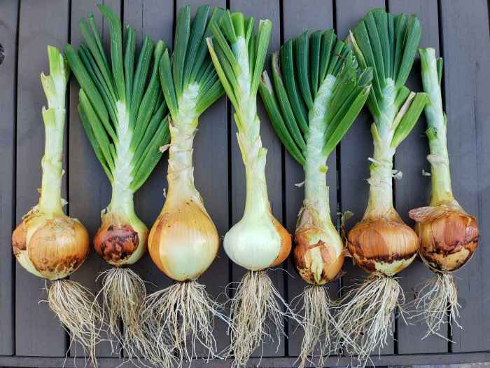 Onion seeds when to plant