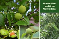 Plant walnut tree from seed