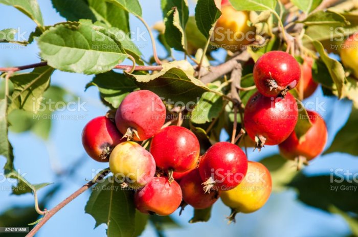 How far apart to plant crabapple trees