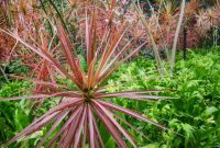 Dracaena marginata dragon tree plant