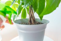 Caring for money tree plant