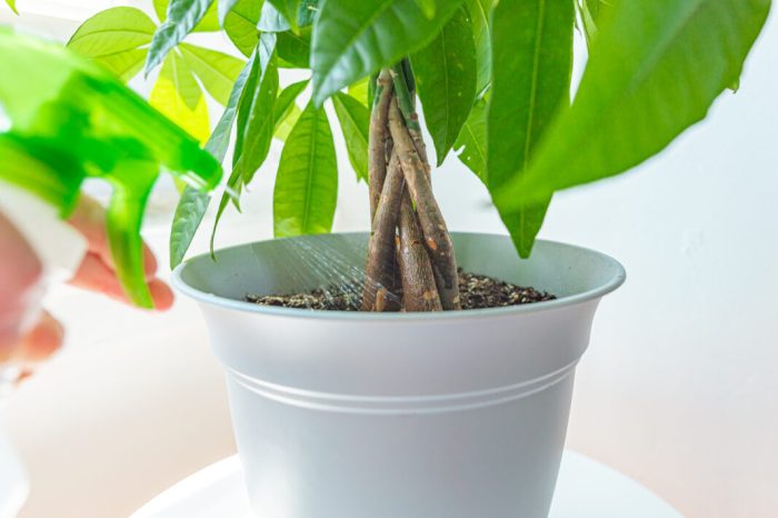 Caring for money tree plant