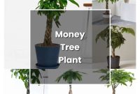 Can you plant money trees outside