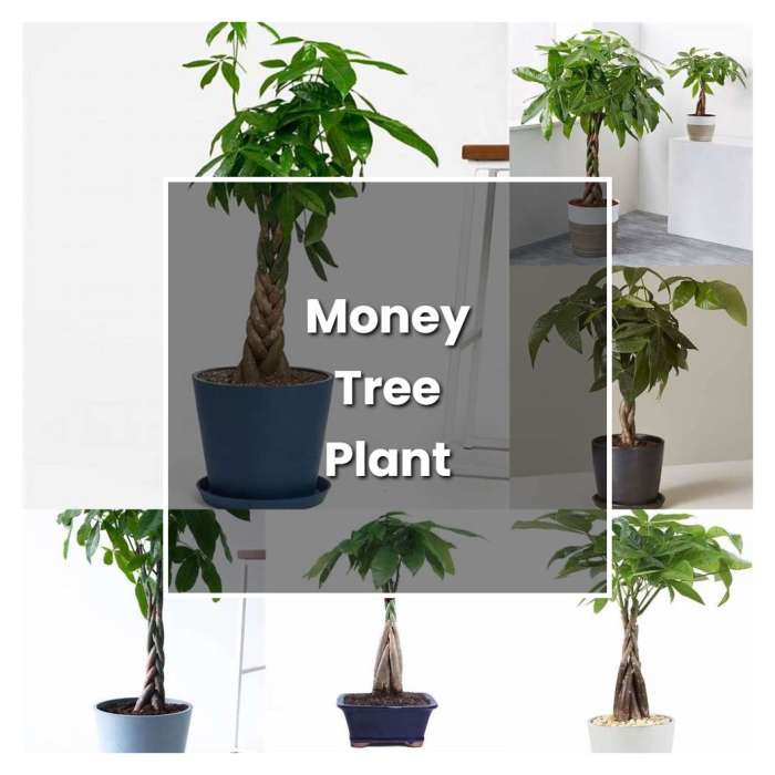 Can you plant money trees outside