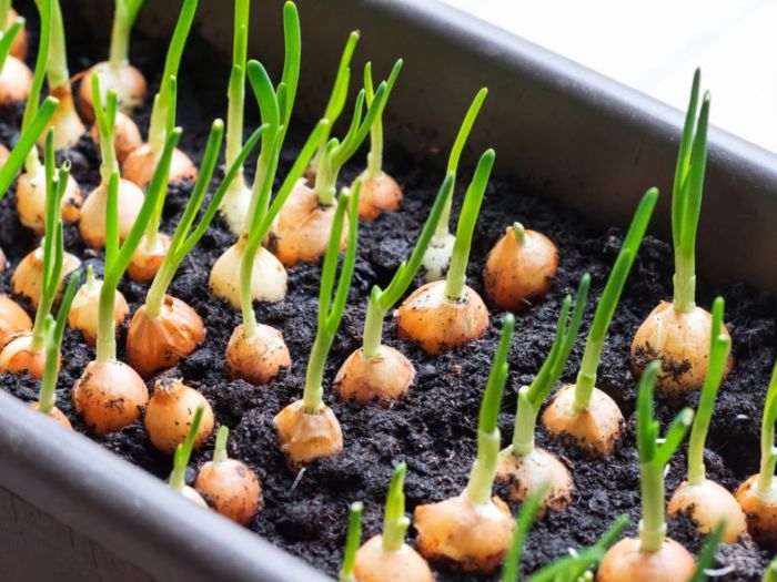 Onion seeds when to plant