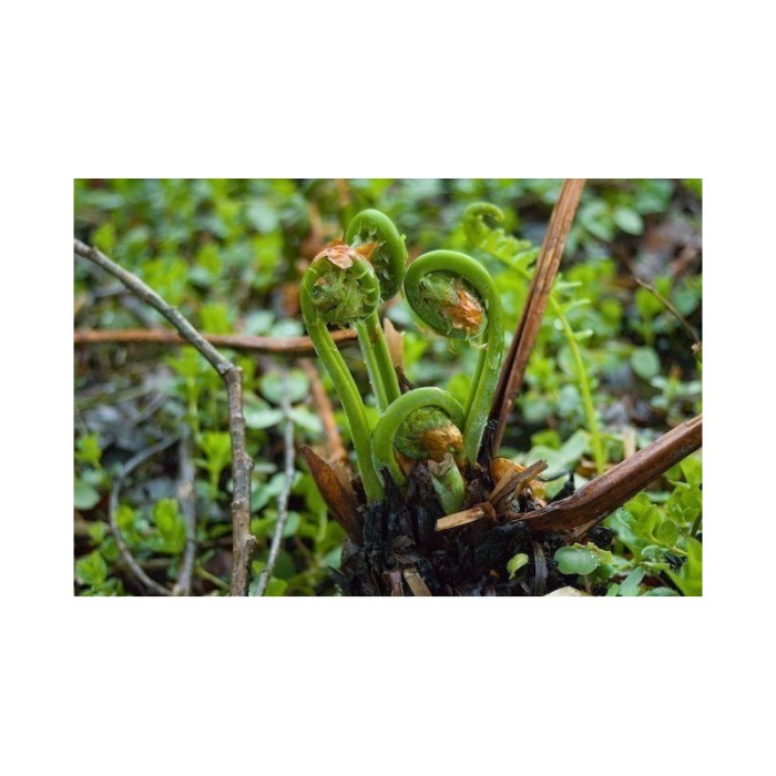 Ostrich fern plant seeds