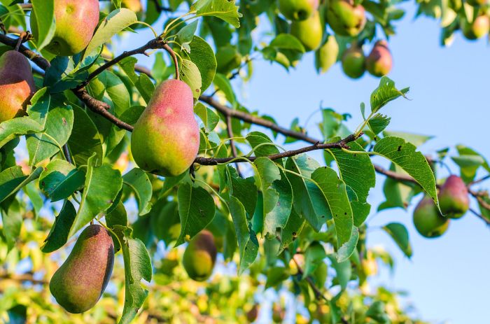 Best pear tree to plant