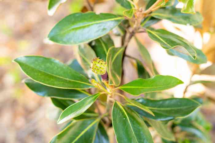 Can you plant magnolia trees in pots