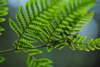 Fern ostrich matteuccia seeds struthiopteris spores forming apenas online sementes crown colony fiddlehead shuttlecock occurring temperate common names plant