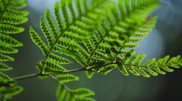 Fern ostrich matteuccia seeds struthiopteris spores forming apenas online sementes crown colony fiddlehead shuttlecock occurring temperate common names plant