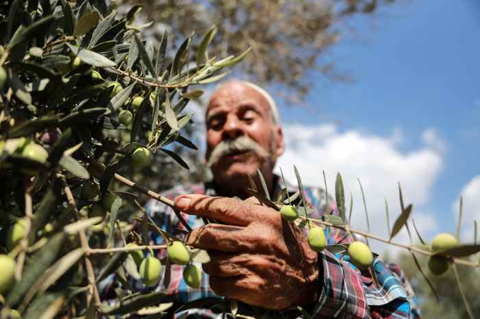 Plant olive trees in palestine