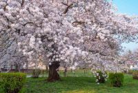 How to plant a yoshino cherry tree